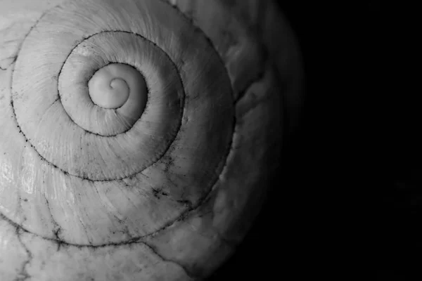 Macro Fotografía Caracol Blanco Sobre Fondo Negro —  Fotos de Stock