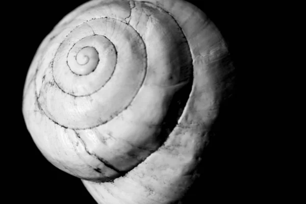 Macro Fotografía Caracol Blanco Sobre Fondo Negro — Foto de Stock