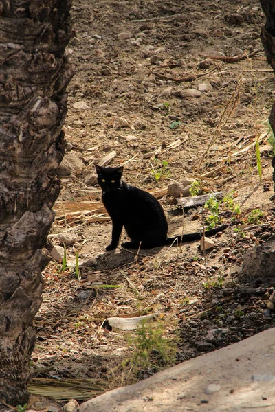 Black Cat Resting Sun Winter Day Spain — Stock Photo, Image