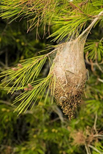 Processsionaire Wormen Nest Een Dennenboom Het Voorjaar — Stockfoto