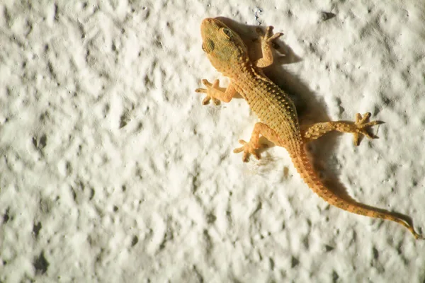 Beautiful House Lizard or little Gecko on white wall
