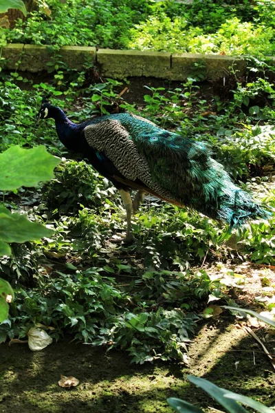 Pavos Reales Coloridos Parque Reina Sofía Guardamar Alicante España —  Fotos de Stock