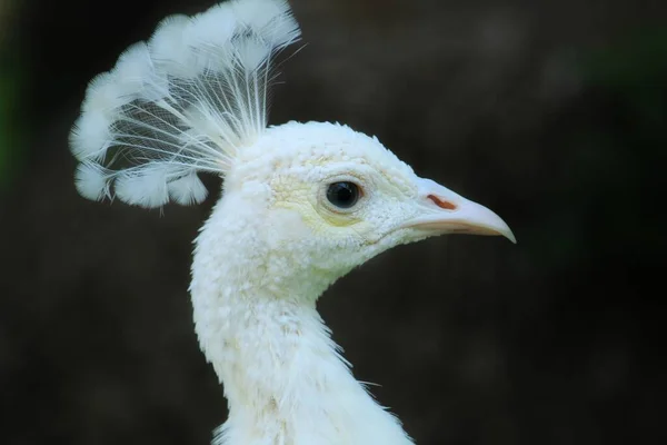 Pavos Reales Blancos Jardín Lisboa Portugal — Foto de Stock