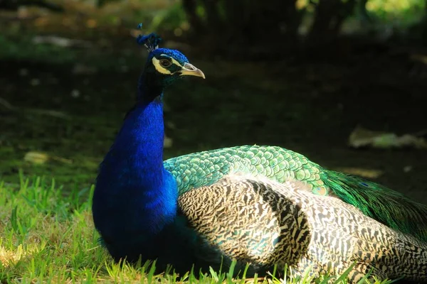 Pavos Reales Coloridos Parque Reina Sofía Guardamar Alicante España —  Fotos de Stock