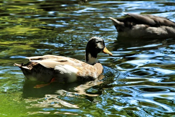 Beautiful Ducks Swimming Pond Reina Sofia Park Guardamar Alicante Spain — Stock Photo, Image