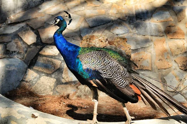 Pavos Reales Coloridos Parque Reina Sofía Guardamar Alicante España —  Fotos de Stock