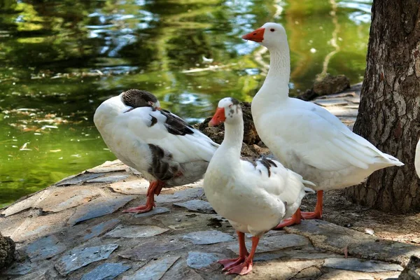 スペイン アリカンテのグアルダマーにあるソフィア公園の池の横にある美しい白いアヒル — ストック写真