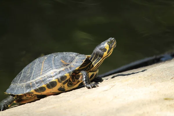 Želva Opaluje Odpočívá Rybníka — Stock fotografie