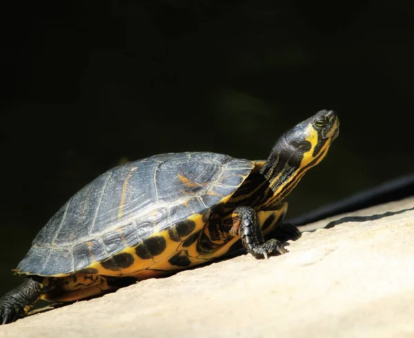 Turtle Sunbathing Relaxing Next Pond — Stock Photo, Image