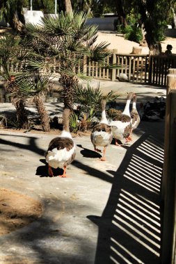 Guardamar, Alicante, İspanya 'daki Reina Sofia parkında güzel beyaz ördek