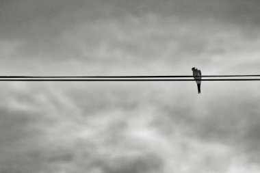 Bulutlu bir günde elektrik hattına tünemiş bir yut.