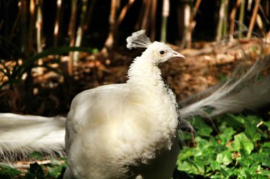 Lizbon, Portekiz 'de beyaz tavus kuşları