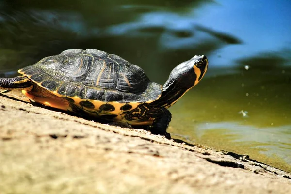 Kaplumbağa Güneşleniyor Bir Göletin Yanında Dinleniyor — Stok fotoğraf