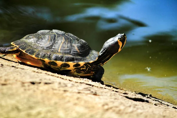 Schildpad Zonnebaden Ontspannen Naast Een Vijver — Stockfoto