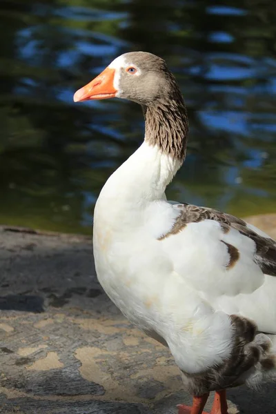 Hermoso Pato Blanco Parque Reina Sofía Guardamar Alicante España — Foto de Stock