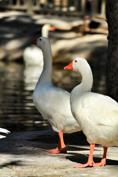 Belos Patos Brancos Parque Reina Sofia Guardamar Alicante Espanha — Fotografia de Stock