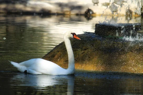 Vackert Svanbad Damm Vid Reina Sofia Park Guardamar Alicante Spanien — Stockfoto