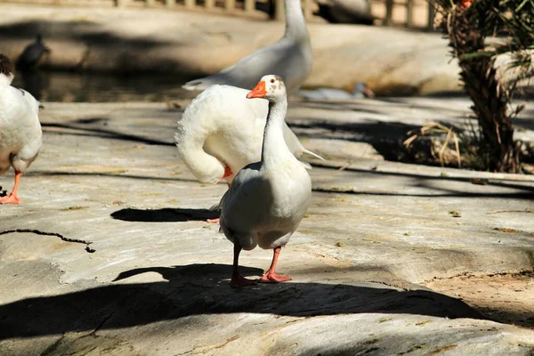 Belos Patos Brancos Parque Reina Sofia Guardamar Alicante Espanha — Fotografia de Stock