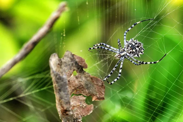 Όμορφη Αράχνη Argiope Lobata Στον Κήπο Καλοκαίρι — Φωτογραφία Αρχείου