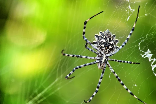 Όμορφη Αράχνη Argiope Lobata Στον Κήπο Καλοκαίρι — Φωτογραφία Αρχείου
