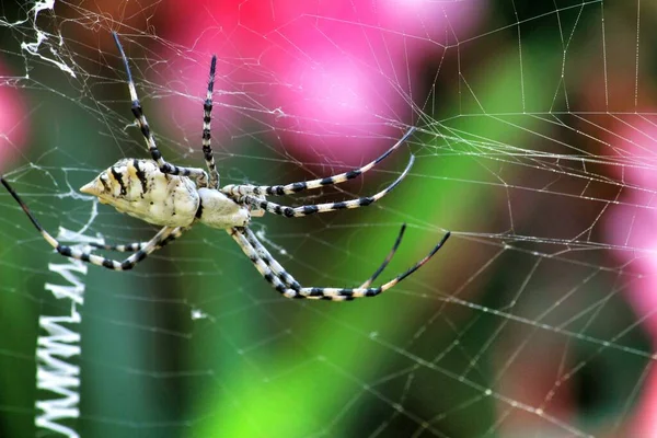 Krásný Argiope Lobata Pavouk Zahradě Létě — Stock fotografie