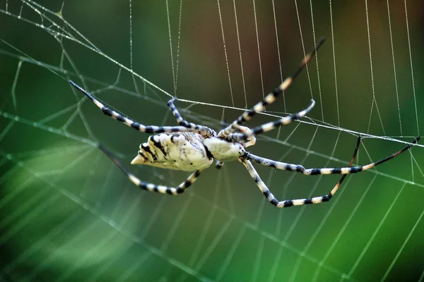 Schöne Argiope Lobata Spinne Garten Sommer — Stockfoto