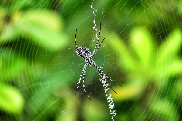 美丽的Argiope Lobata蜘蛛夏天在花园里 — 图库照片