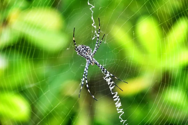 美丽的Argiope Lobata蜘蛛夏天在花园里 — 图库照片