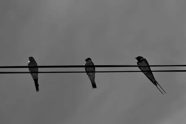 Swallows Perched Power Line Summer Day — Stock Photo, Image