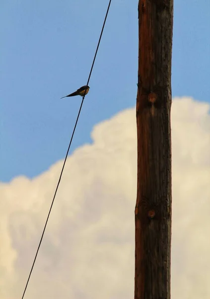 Swallows Perched Power Line Cloudy Day — Stock Photo, Image