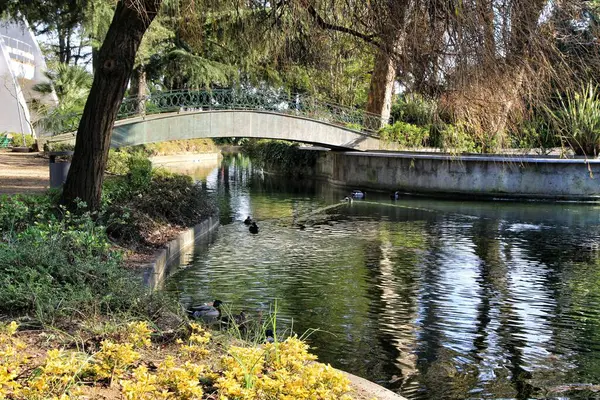 Porto Portugal Janvier 2020 Bel Étang Avec Des Canards Dans — Photo