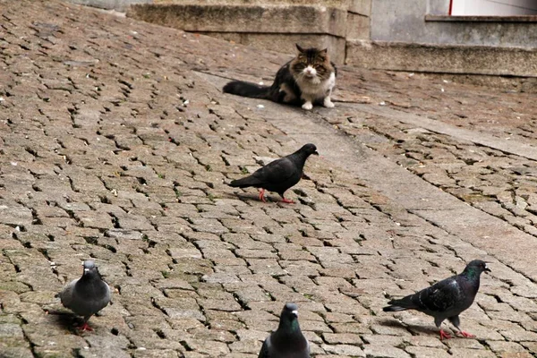 葡萄牙波尔图一条鹅卵石街道上饥饿的猫尾随鸽子 — 图库照片