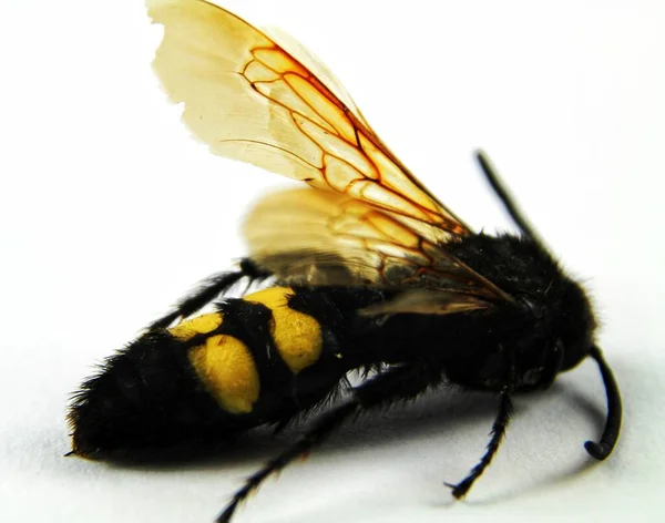 Lovely Specimen Mammoth Wasp White Background — Stock Photo, Image