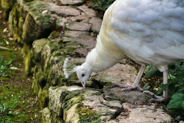 Witte Pauwen Een Tuin Van Lissabon Portugal — Stockfoto