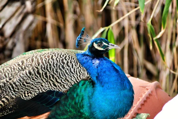 Pavos Reales Coloridos Jardín Lisboa Portugal —  Fotos de Stock