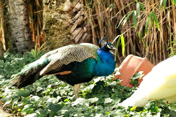 Pavos Reales Coloridos Jardín Lisboa Portugal —  Fotos de Stock