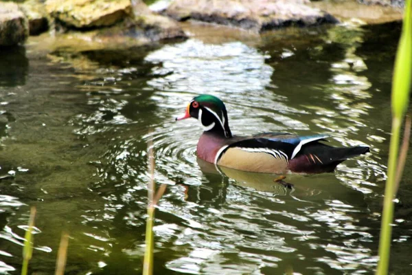 Patos Estanque Del Jardín Lisboa Portugal — Foto de Stock