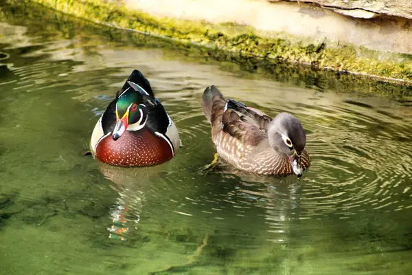 Ducks Garden Pond Lisbon Portugal — Stock Photo, Image