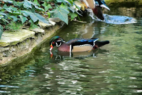 Patos Lago Jardim Lisboa Portugal — Fotografia de Stock