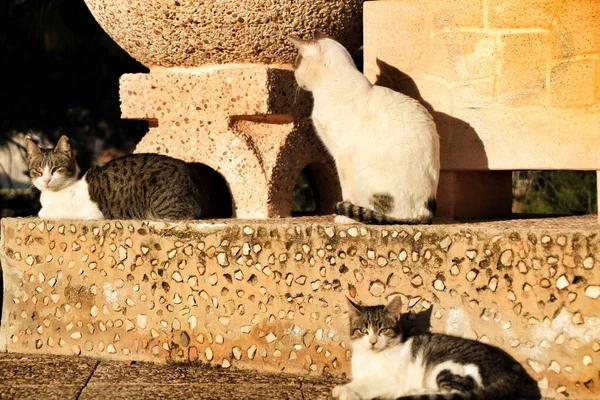 Chats Reposant Sous Soleil Par Une Journée Hiver Espagne — Photo