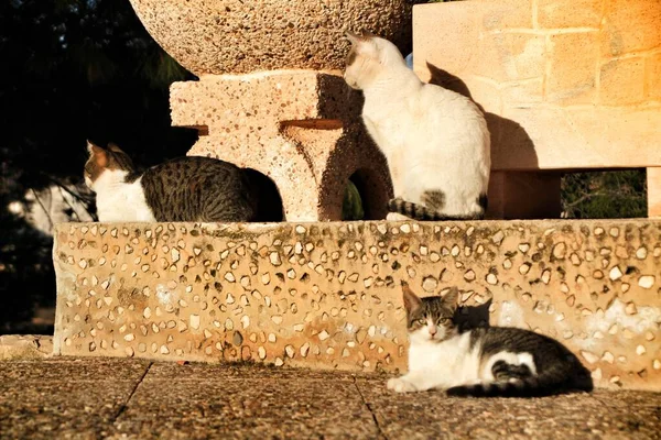 Katter Vilar Solen Vinterdag Spanien — Stockfoto