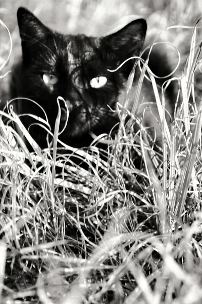 Belo Gato Preto Tomando Banho Sol Undergrowth — Fotografia de Stock