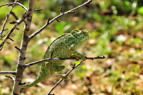 Krásný Chameleon Větvi Pod Zimním Sluncem — Stock fotografie