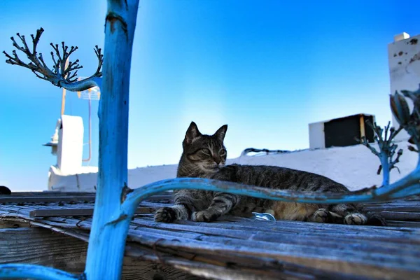 Kat Die Avonds Een Dak Rust Las Negras Almeria Spanje — Stockfoto