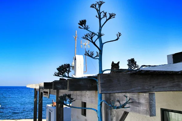 Gato Descansando Telhado Noite Las Negras Almeria Espanha — Fotografia de Stock