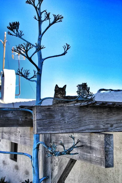 Gato Descansando Tejado Por Noche Las Negras Almería España — Foto de Stock