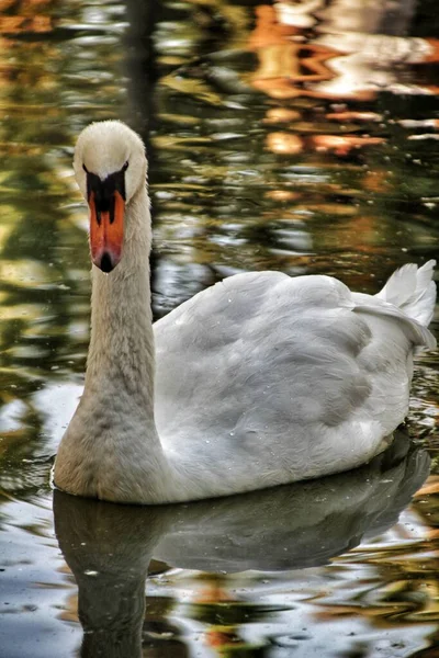 Beautiful Swan Swimming Pond Municipal Park Elche Alicante Spain — Stock Photo, Image