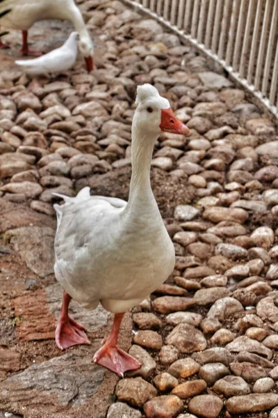 Hermoso Pato Blanco Parque Municipal Elche Alicante España — Foto de Stock