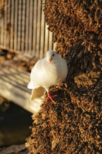 Pigeon Perché Reposant Sur Tronc Palmier Dans Parc Elche — Photo