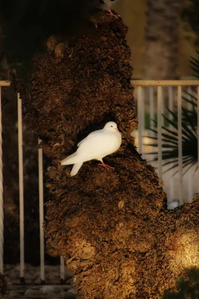 Paloma Posada Descansando Sobre Tronco Palmera Parque Elche — Foto de Stock